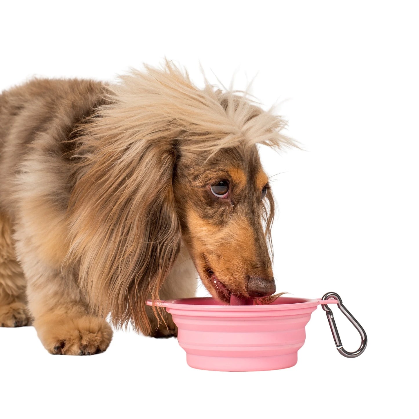 Collapsible Dog Water Bowl