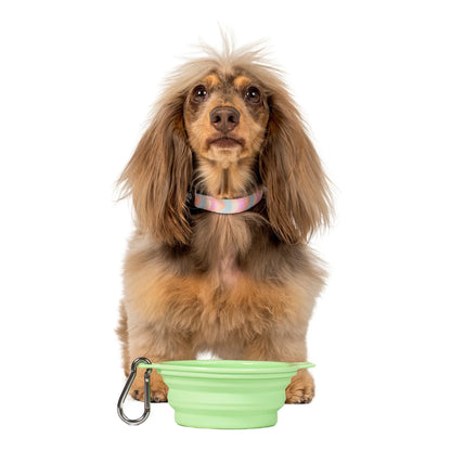 Collapsible Dog Water Bowl