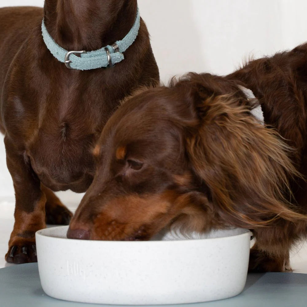 Large Pet Bowl