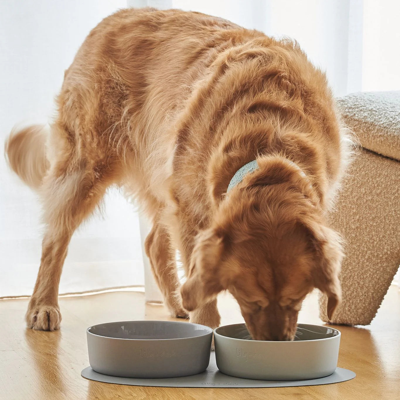 Large Pet Bowl